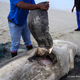 Foto: Marine Dynamics